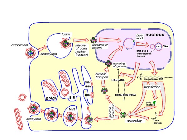 Figure 9