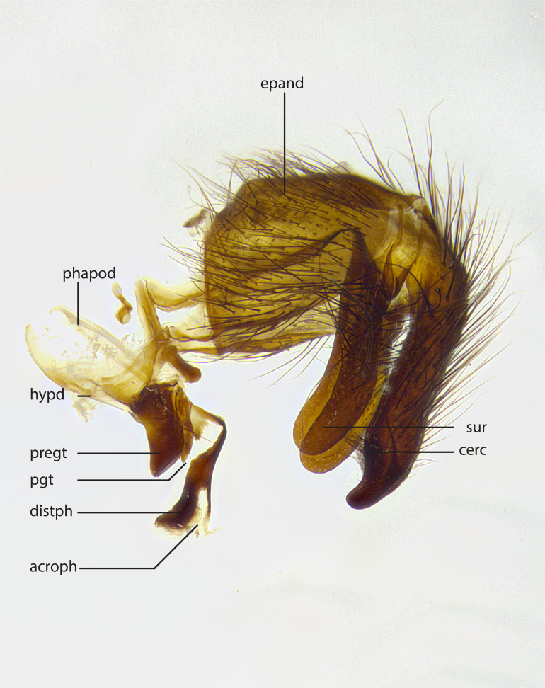 Figure 2a.