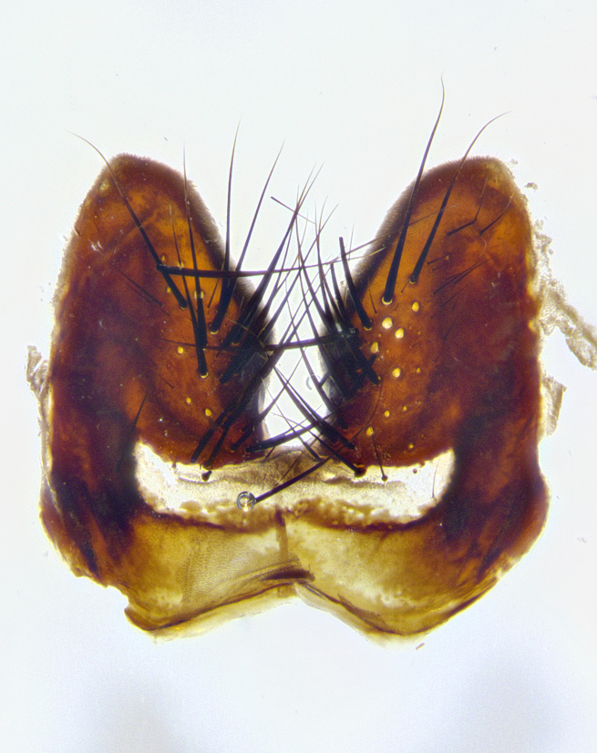 Figure 41c.