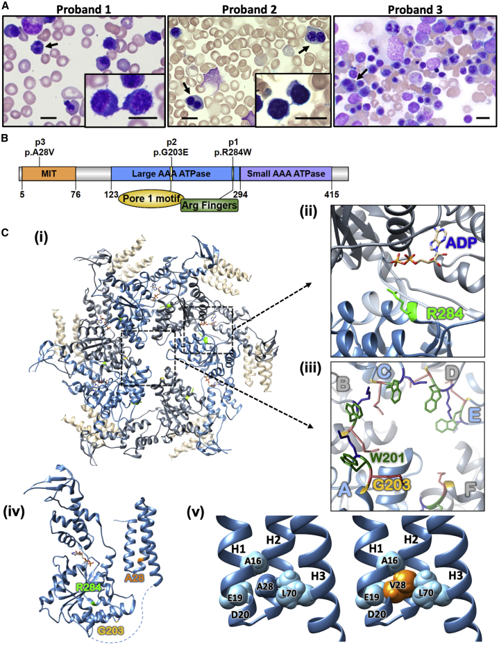 Figure 1