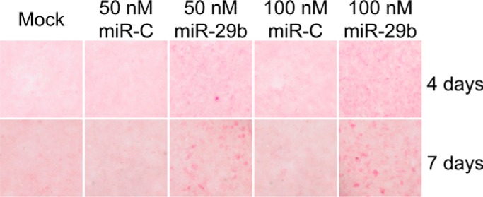 Figure 2C