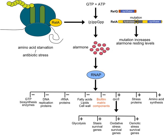 FIG 6 