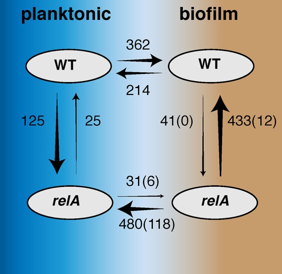 FIG 5 