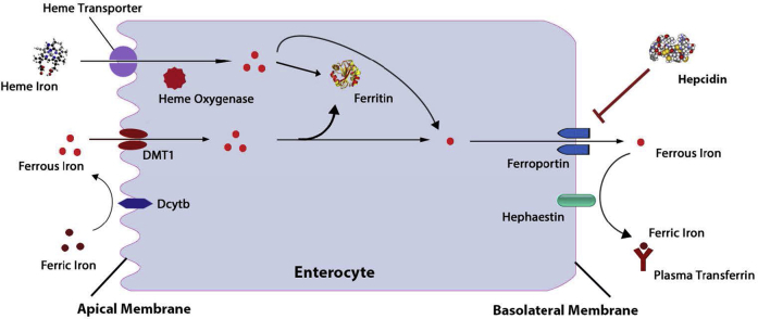 Figure 2