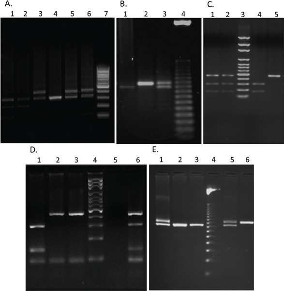 Fig. 1: