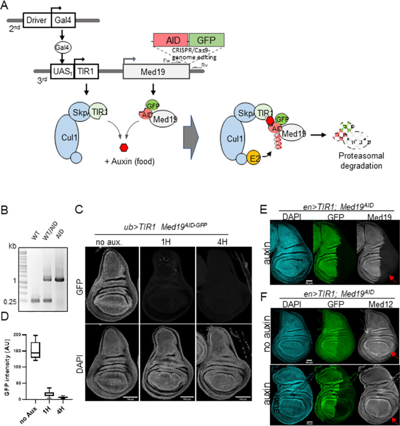 Fig 1