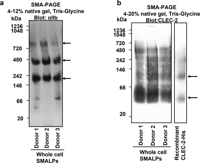 Fig. 10