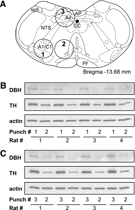 FIG. 1.