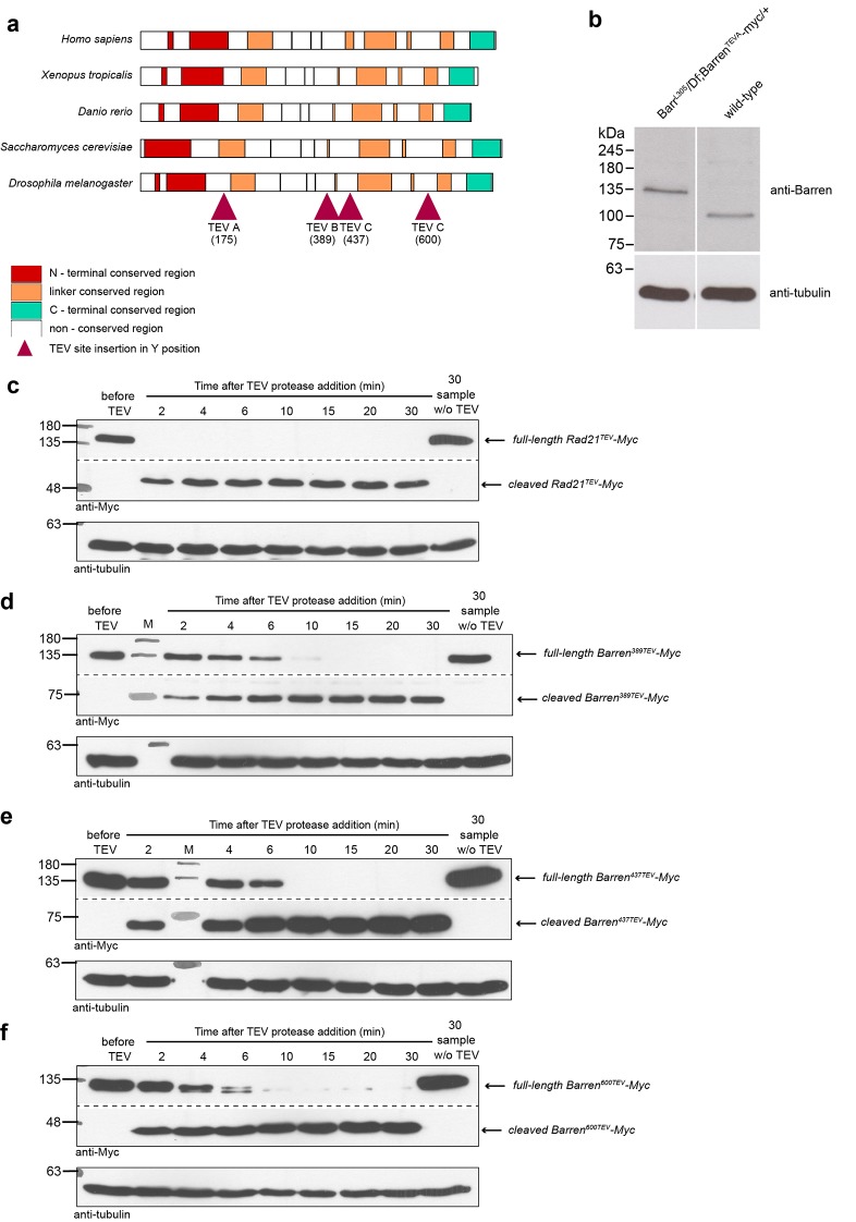 Figure 1—figure supplement 1.