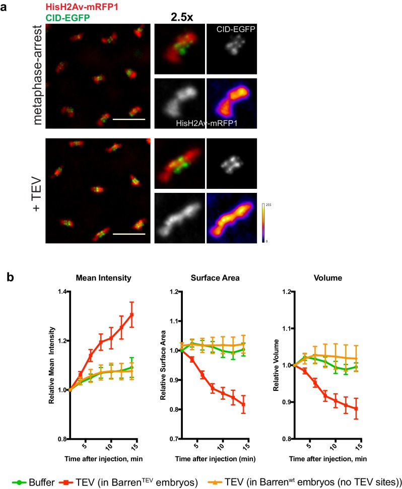 Figure 3—figure supplement 1.