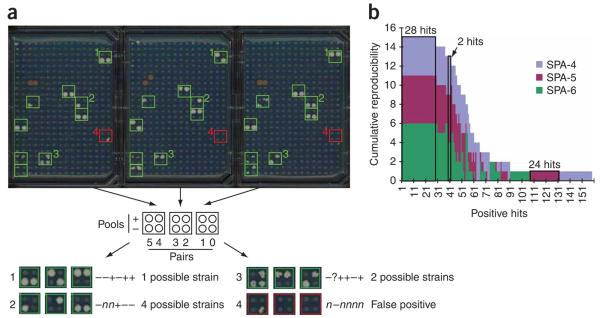 A yeast two-hybrid smart-pool-array system for protein-interaction mapping.