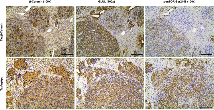 Supplemental Figure S12