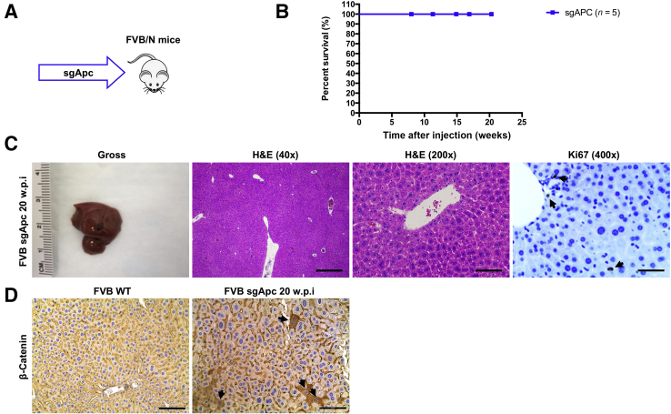 Figure 4