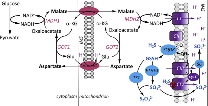 Figure 1