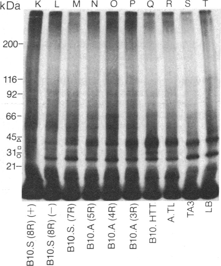 graphic file with name pnas00319-0291-b.jpg