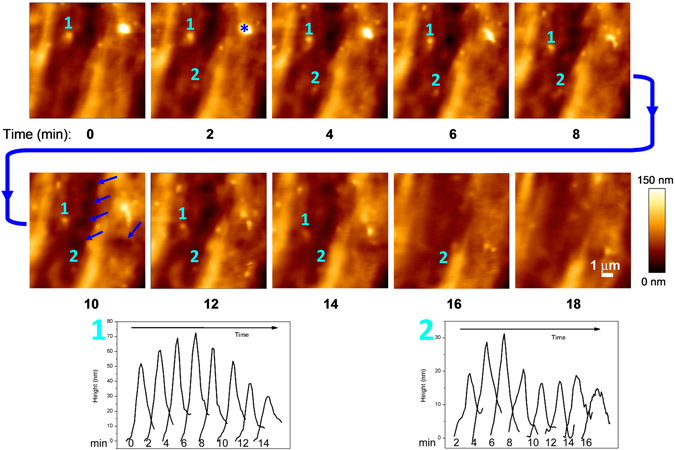 Figure 2