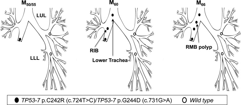 Figure 5