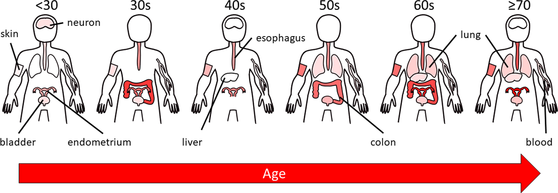 Figure 6: