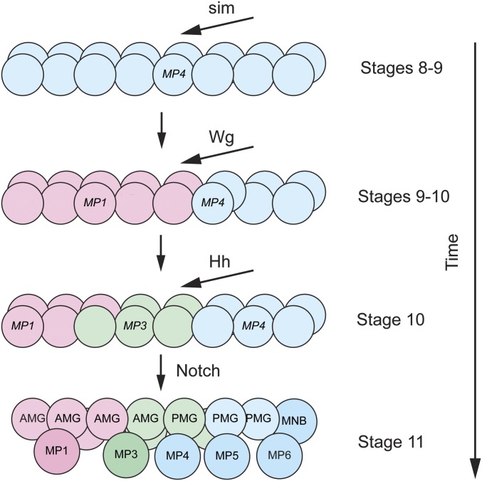 Figure 4