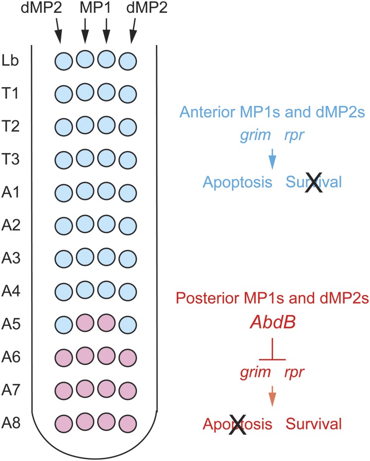 Figure 15