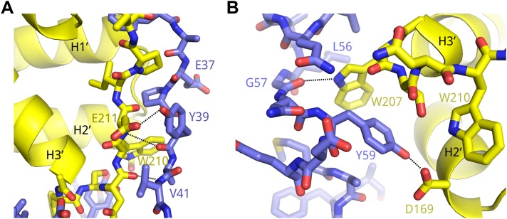 Figure 2—figure supplement 1.