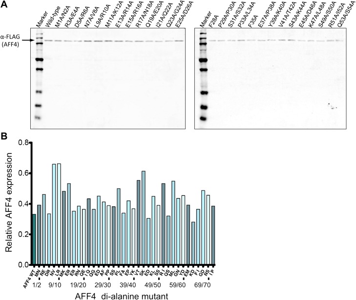 Figure 3—figure supplement 1.