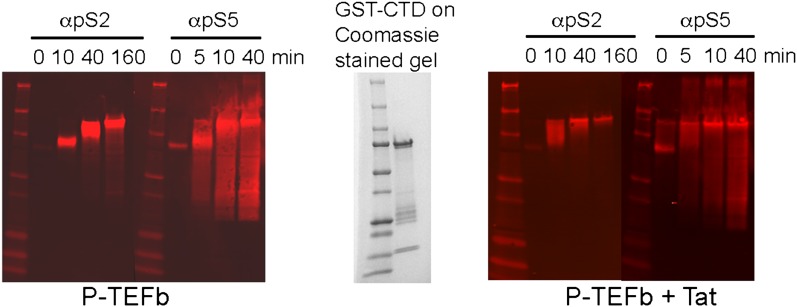 Figure 5—figure supplement 2.