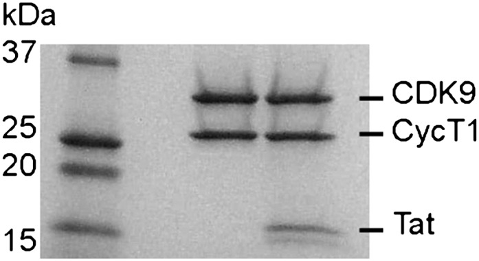 Figure 5—figure supplement 1.