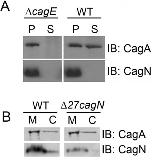 FIG. 1.