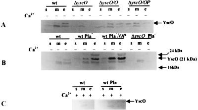 FIG. 6