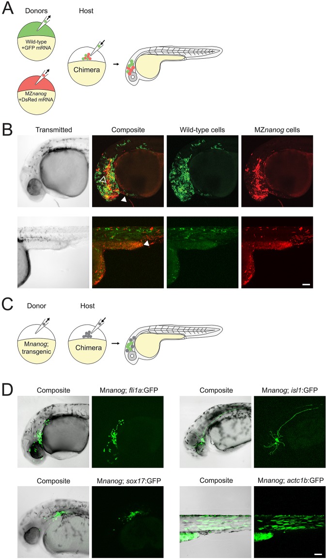 Fig. 6.