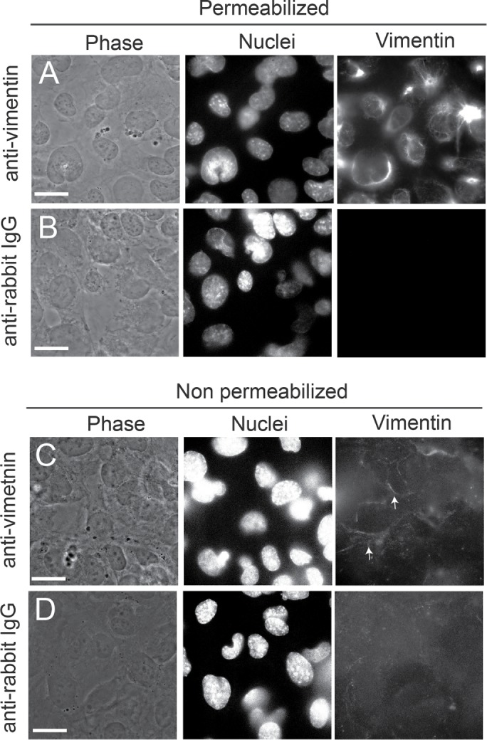 FIGURE 6: