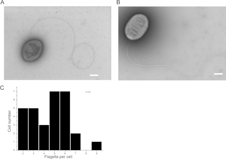 FIG 1