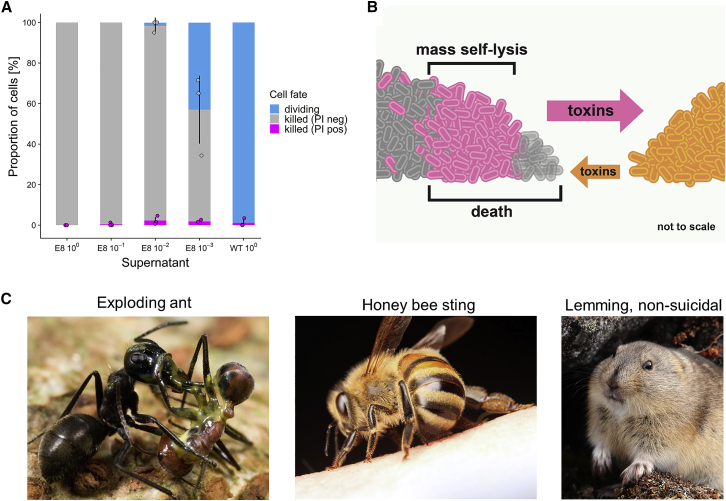 Figure 4