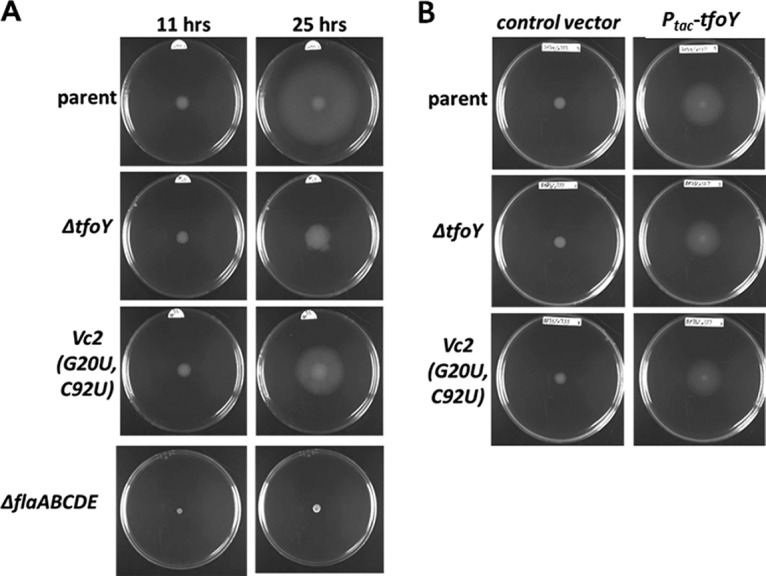 FIG 6