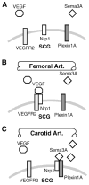 Fig. 8