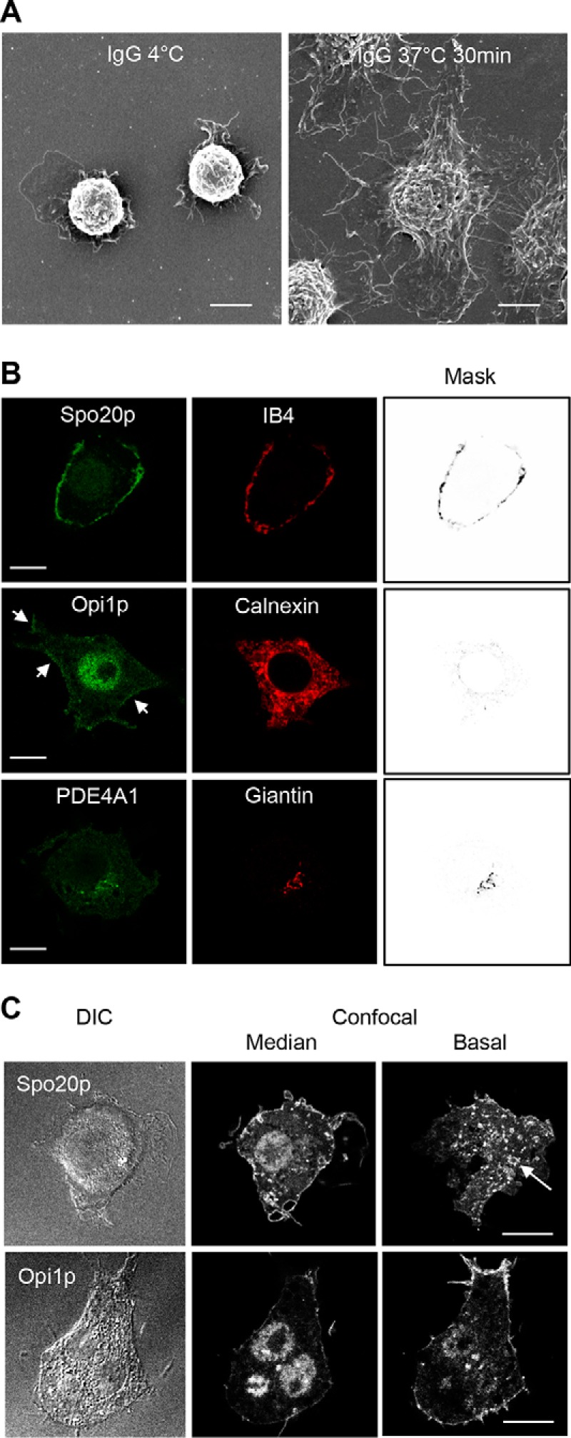 FIGURE 6.