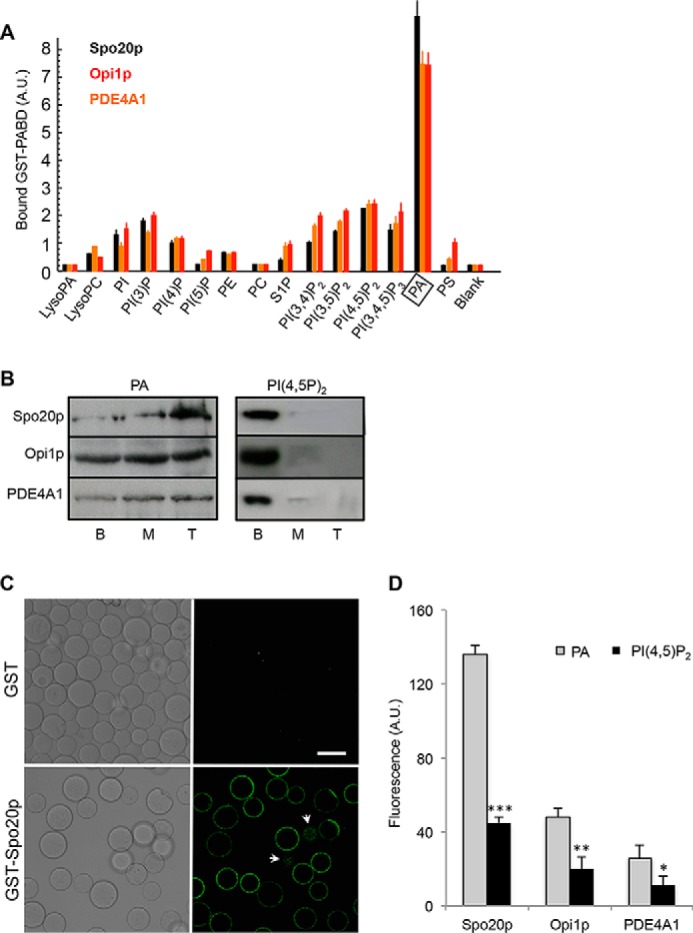 FIGURE 1.