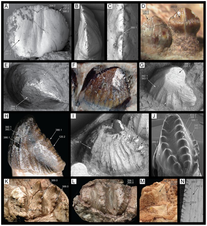 Figure 33