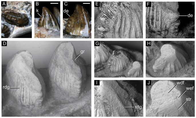 Figure 30