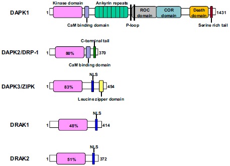 Fig. (1)