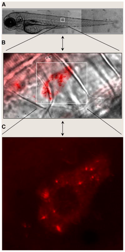 FIGURE 2