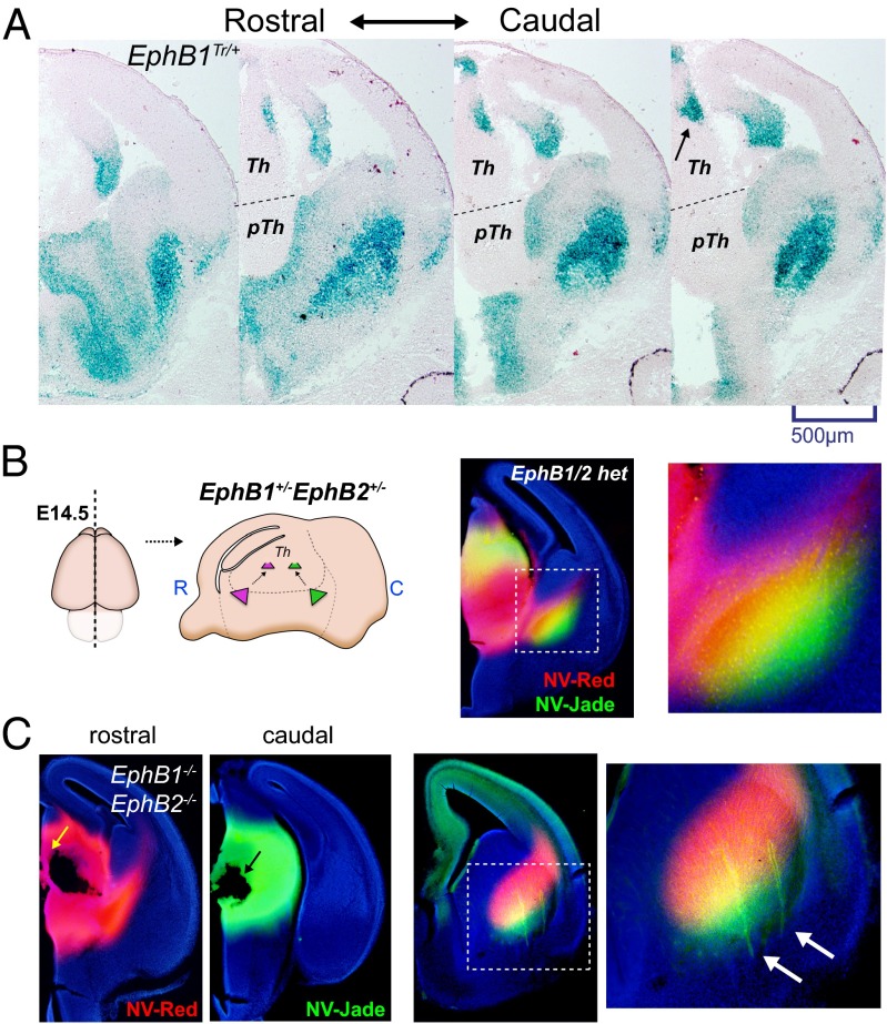 Fig. 4.