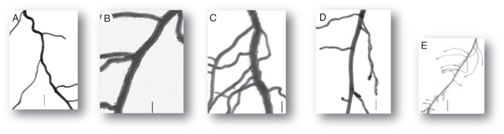 Fig. 5.