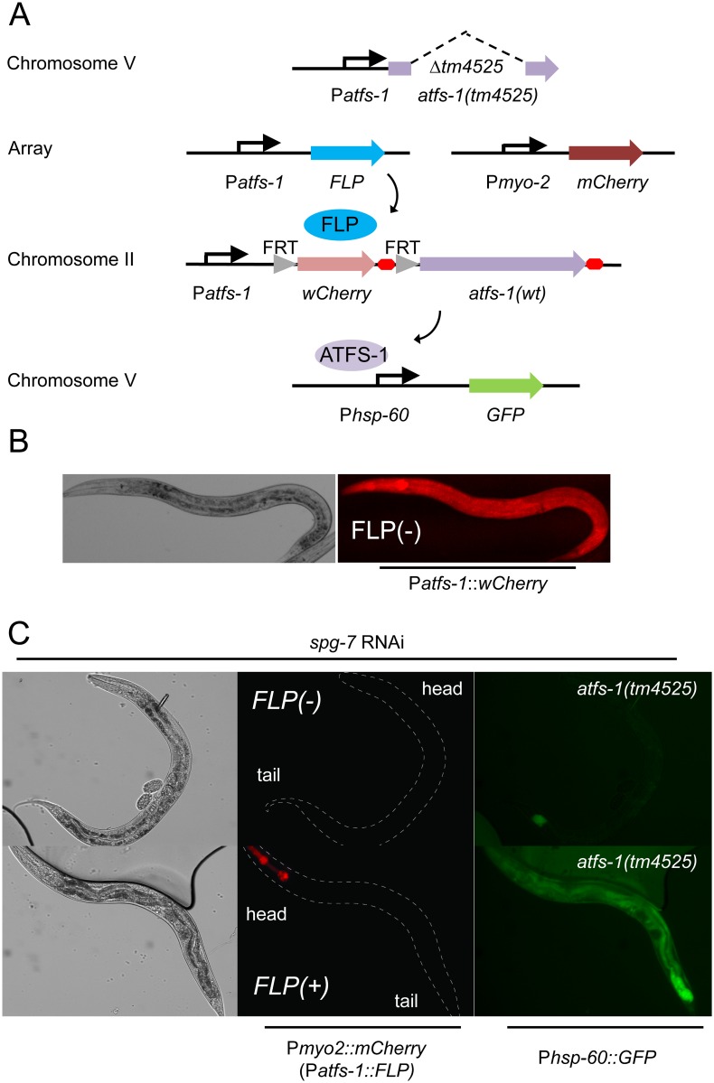 Fig 4