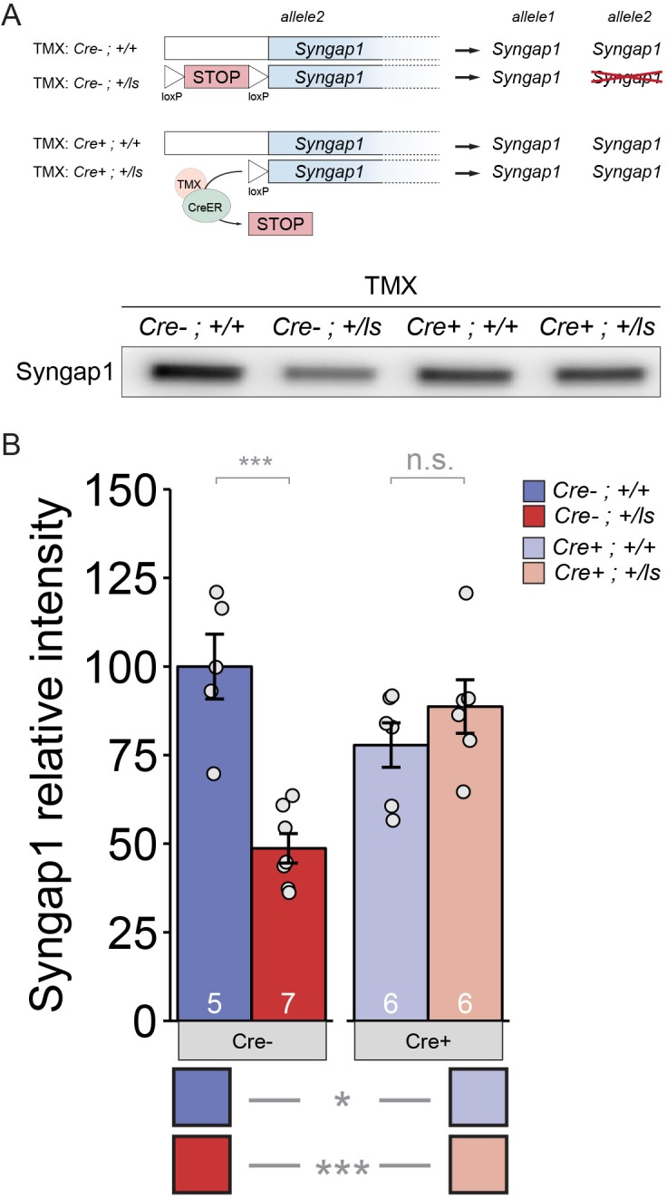 Figure 1—figure supplement 1.