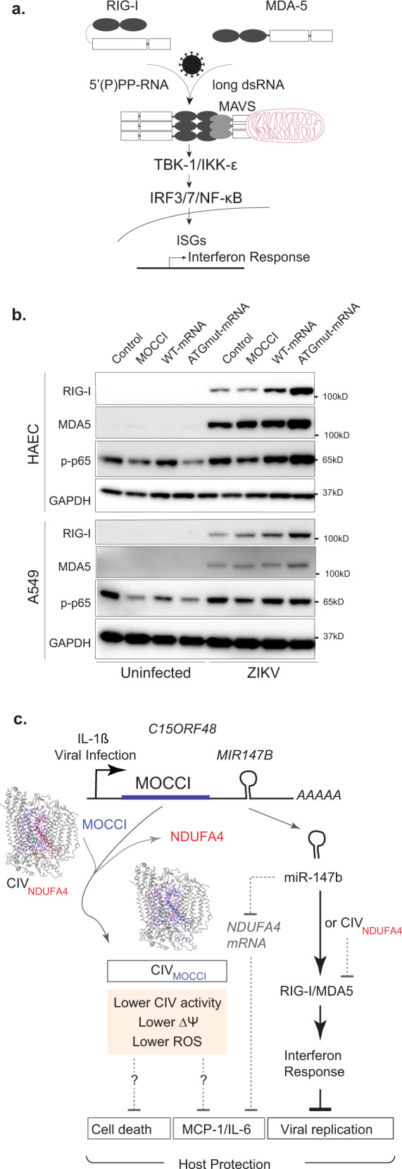 Fig. 9