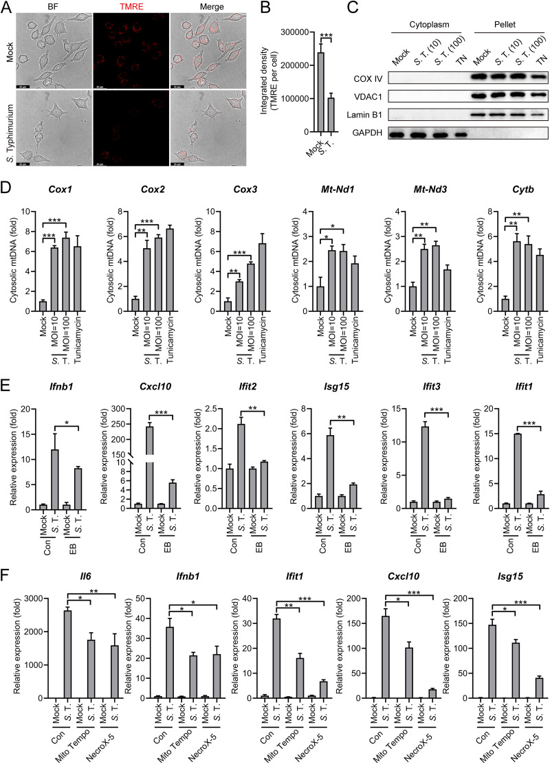 FIG 6