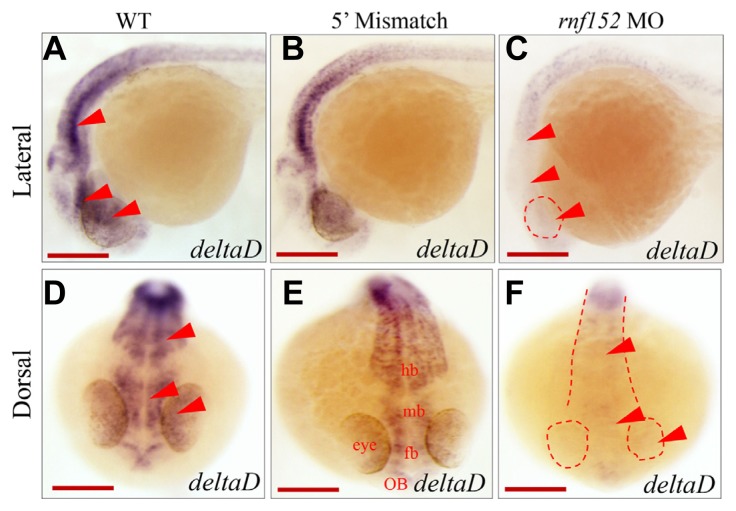 Fig. 5