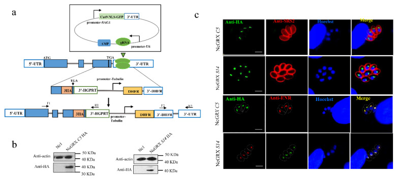 Figure 2